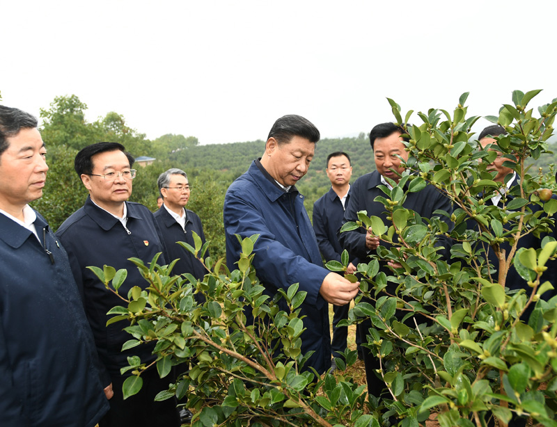 　　9月16日至18日，中共中央總書記、國(guó)家主席、中央軍委主席習(xí)近平在河南考察。這是17日上午，習(xí)近平來(lái)到信陽(yáng)市光山縣槐店鄉(xiāng)司馬光油茶園，實(shí)地察看油茶樹種植和掛果情況。新華社記者 謝環(huán)馳 攝